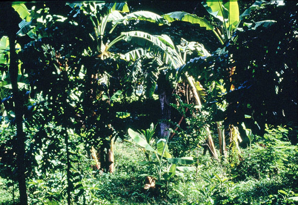 Agroforestry mimicking a natural forest with crops ranging from small plants on the ground to tall fruit trees