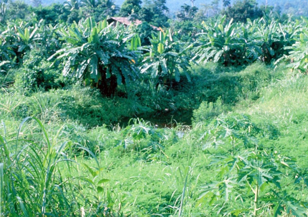 Diverse crops completely cover the ground