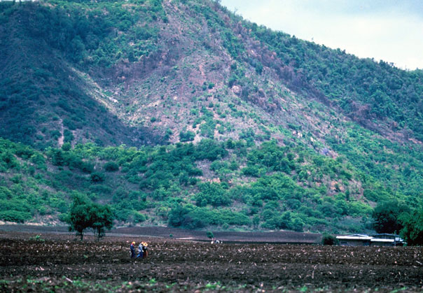 A field cleared for monoculture of export crops