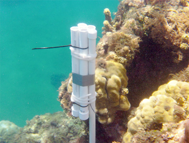 Sedimentation in Fouha Bay