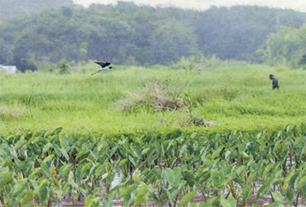Figure 7. An endangered ae‘o flies over a taro patch at Hoi Wetland