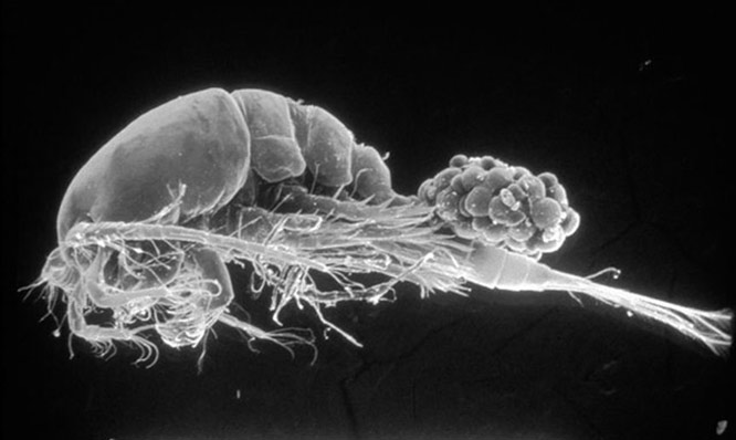 Copepods are voracious predators of newly hatched mosquito larvae and other aquatic animals up to twice their size. This female copepod with egg sacs is about 1.5 millimeters in length.) Photo: Michael Brown.