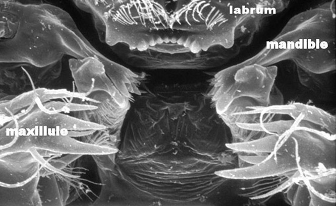 Close-up of a copepod mouth, which takes in mosquito larvae like a wood chipper (see video). Photo: Michael Brown.