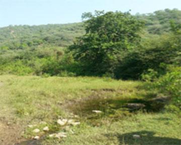 Small pond
