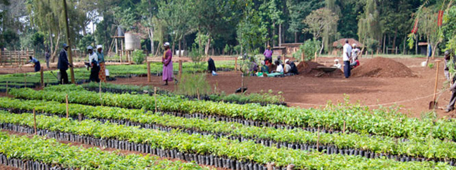 Figure 3. A tree nursery