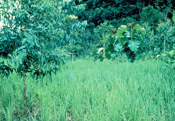 Trees mixed into a rice field 