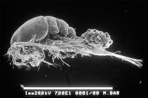 Above: Electron micrograph of a female Mesocyclops. Source: Michael Brown.