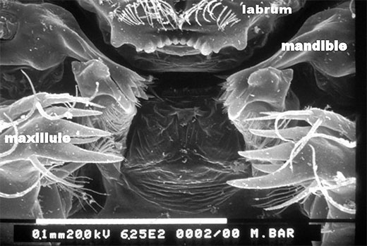 Above: Electron micrograph of Mesocyclops mouth parts. Source: Michael Brown.