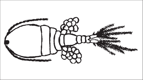 Figure 12.1 - Mesocyclops (actual length approximately 1.5 millimetres) Note: Copepods do not have eyes; the eyespot in the middle of the forehead detects light but does not form an image. Copepods move by means of rapid oarlike movements of their large antennules (the long structures extending to each side of the body from the front). The antennules contain mechanical sensory organs that detect vibrations in the water so that copepods know when small animals such as mosquito larvae are close enough to be captured as food. Female copepods carry egg sacs on both sides of their body for about three days until young copepods emerge from the eggs.