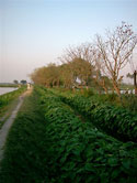 Farmer on pathway