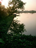 Water hyacinth