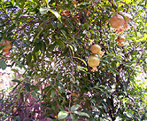 Pomegranate tree