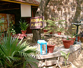 Traditional medicinal plant