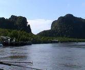 Huge mangrove forest area in Sokao district, Trang