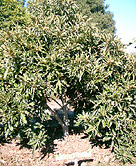 Loquat Tree