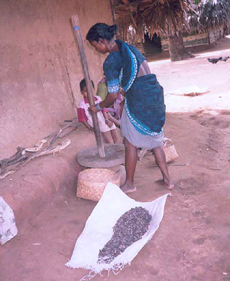 Crushing neem seeds into a powder by hand.