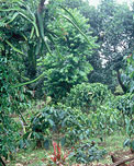 Community Agro-Forestry - Thailand