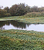 Constructed Wetlands - USA