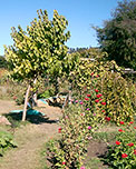 Edible Schoolyard - USA
