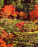 Saving the Nation’s Forests - Japan 