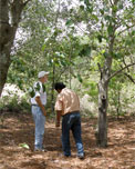 Community Reforestation Mexico