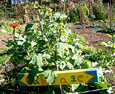Edible Schoolyard - California