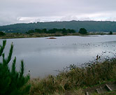 Constructed Wetlands - California