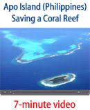 Apo Island Story Video