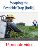Escaping the pesticide trap (India)