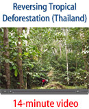 Thailand Story Video