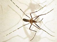 Eradicating Zika and Dengue (Honduras, 9-minute video)